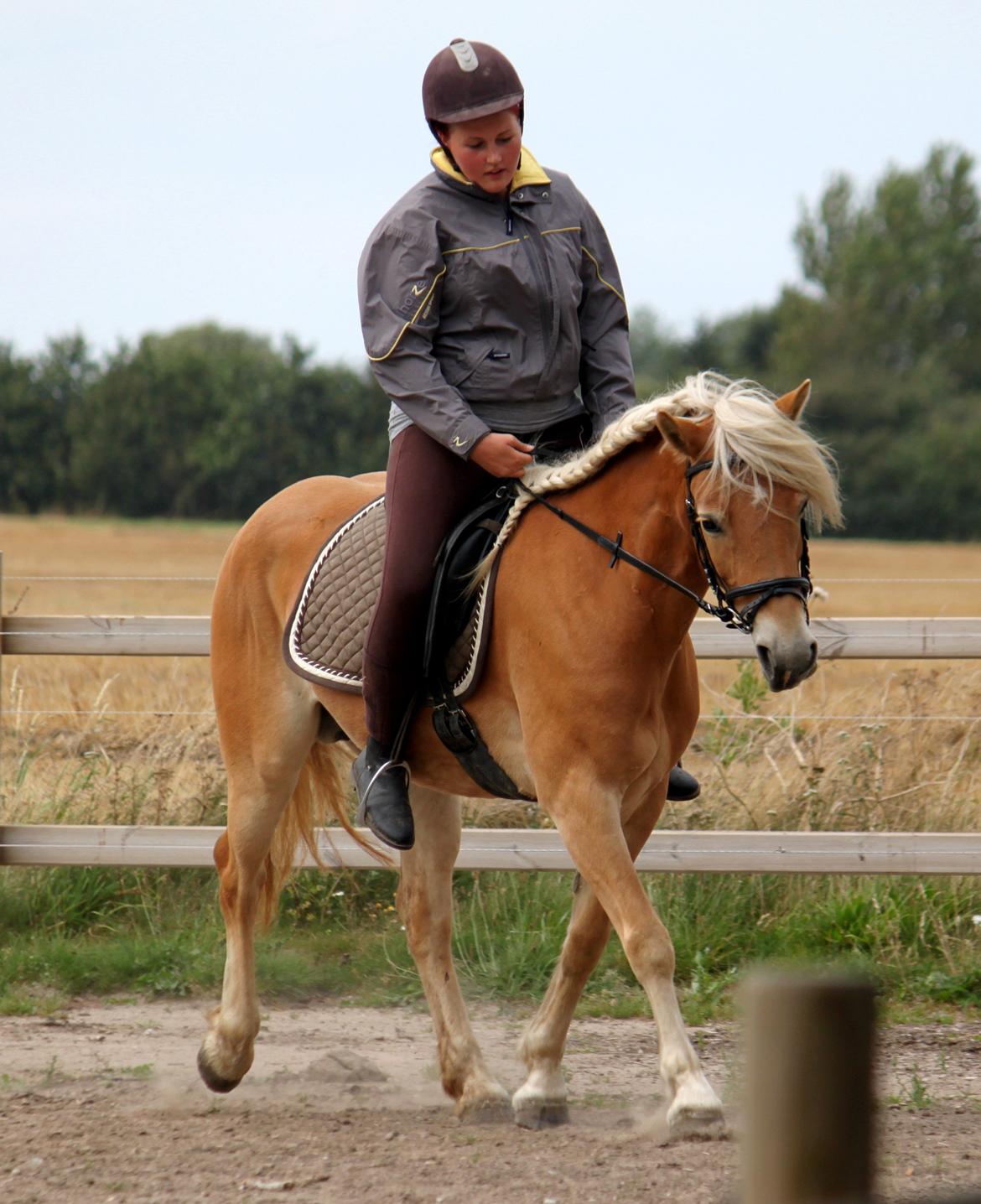Tyroler Haflinger Fibi - 09/09-12 2. gang hun rides efter hun blev ryttervant i 2010 billede 5