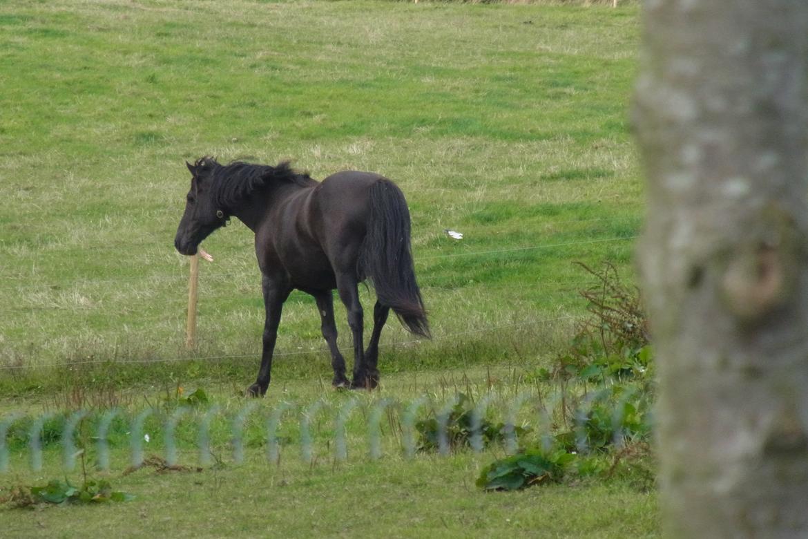 Anden særlig race Zorro billede 8