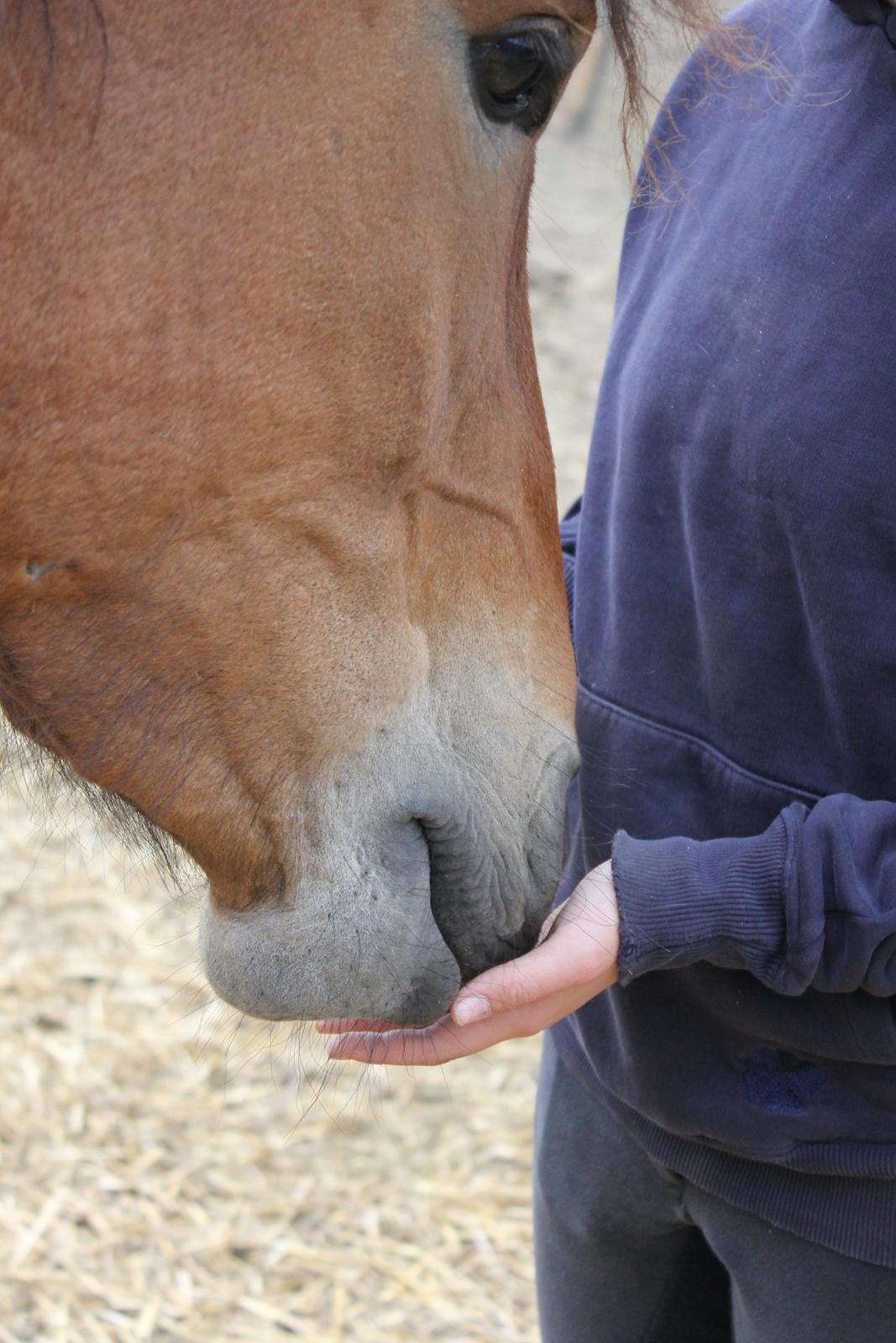 Anden særlig race Figaro - er det mam?
Foto: Caroline billede 16