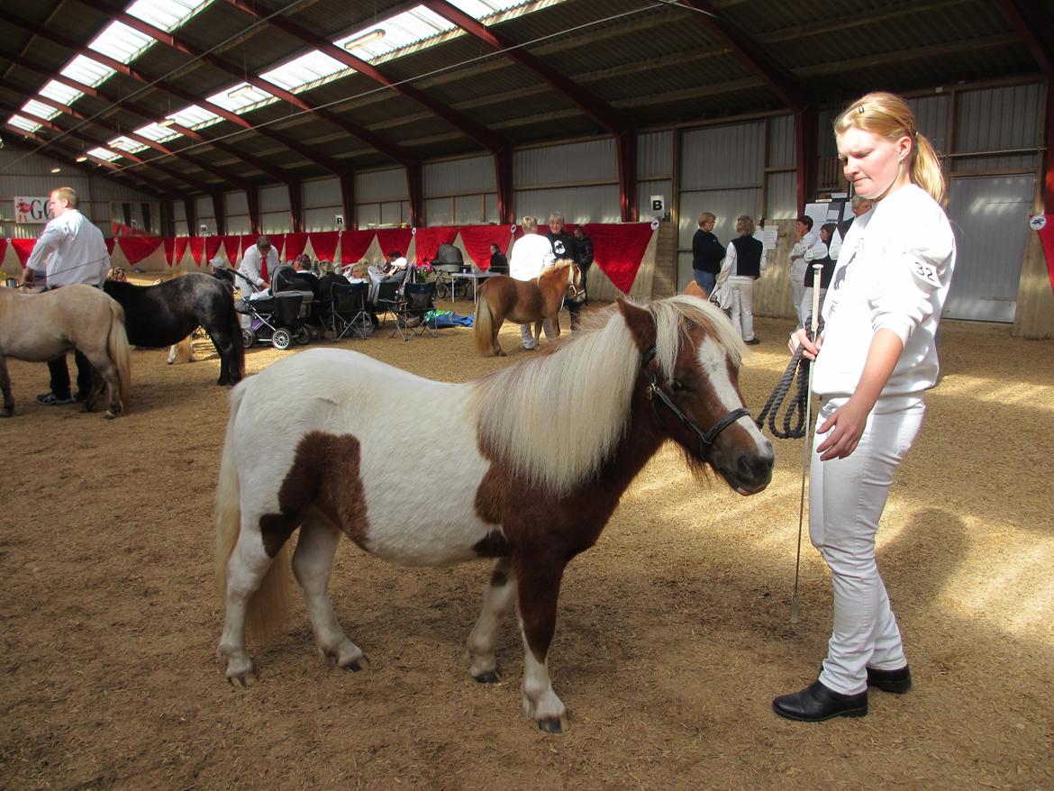Shetlænder Skovledet Yasmin - Sulsted 2012
 billede 15
