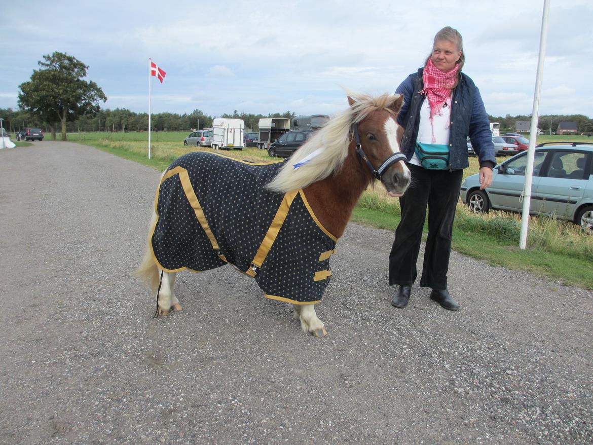 Shetlænder Skovledet Yasmin - 39 point i Sulsted og flot dækken :D billede 16