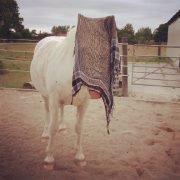 Knabstrupper Tonkas Nashanti - dygtig pony xD billede 15