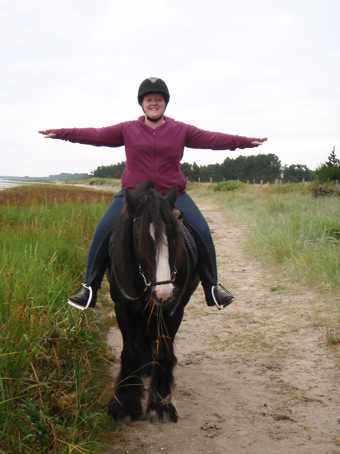 Irish Cob Himmelhest  Zafir - Første tur på stranden billede 9