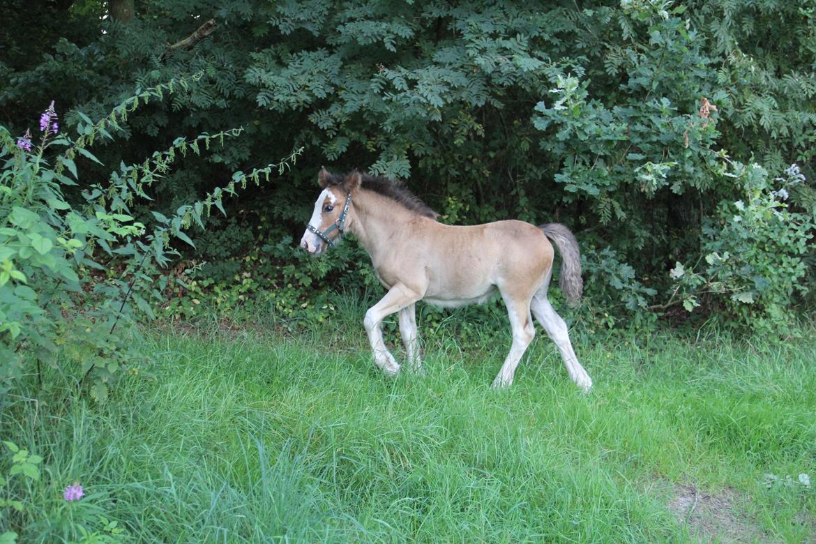 Tinker Nautrup's Noma Abilluca billede 15