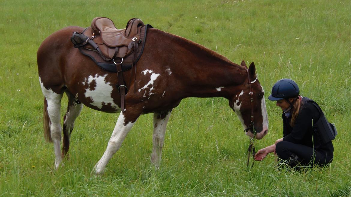 Criollo Mancha - 9 september 2012 i vestskoven billede 3