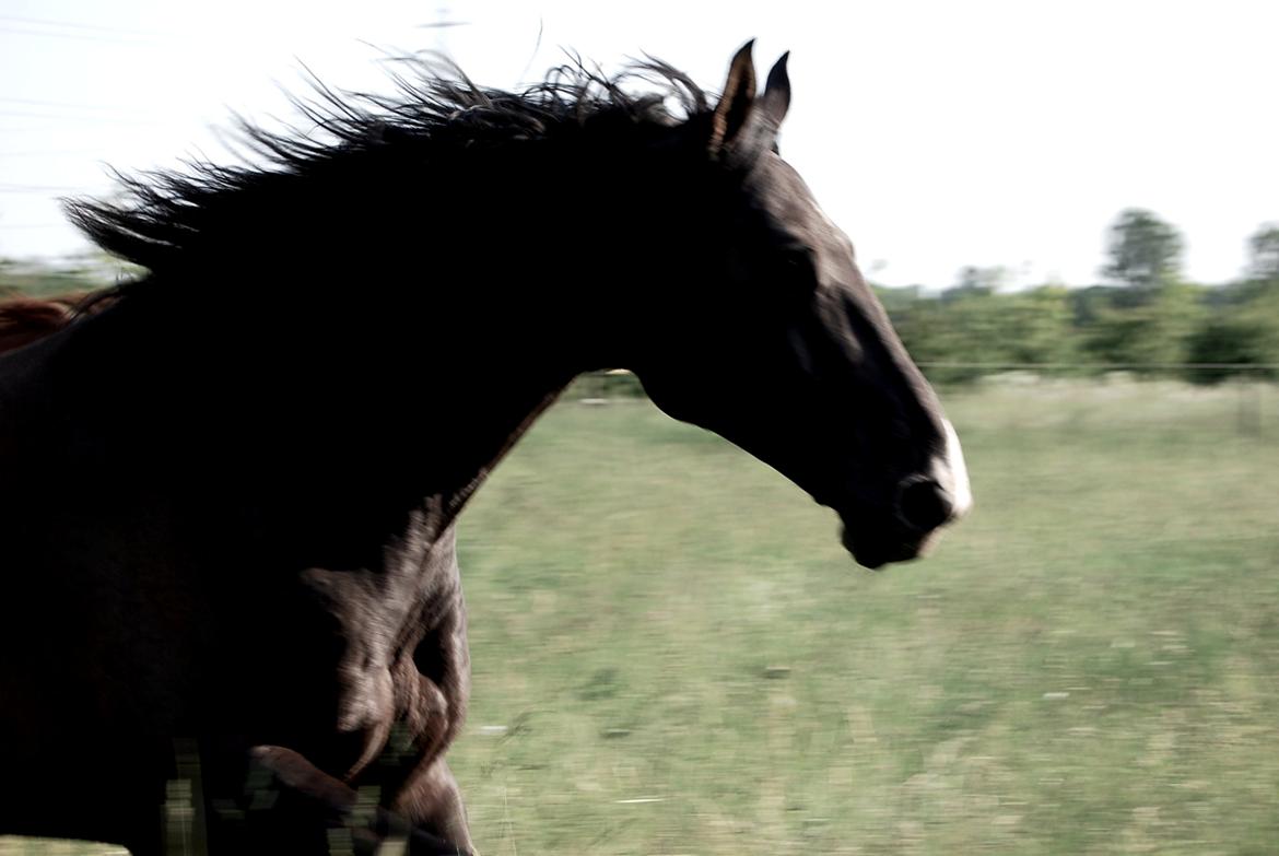 Hannoveraner Weltonas Star † billede 16