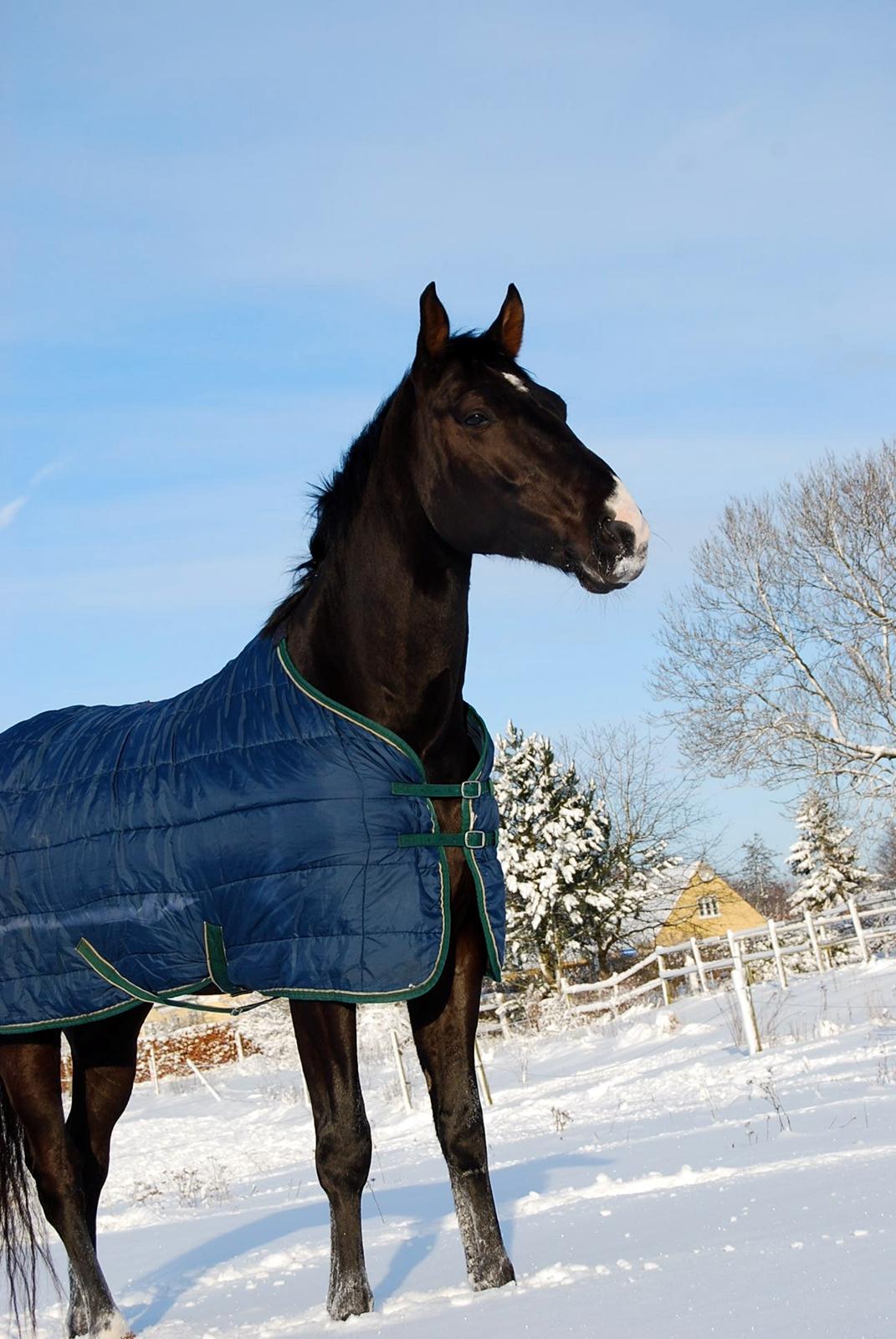 Hannoveraner Weltonas Star † billede 17