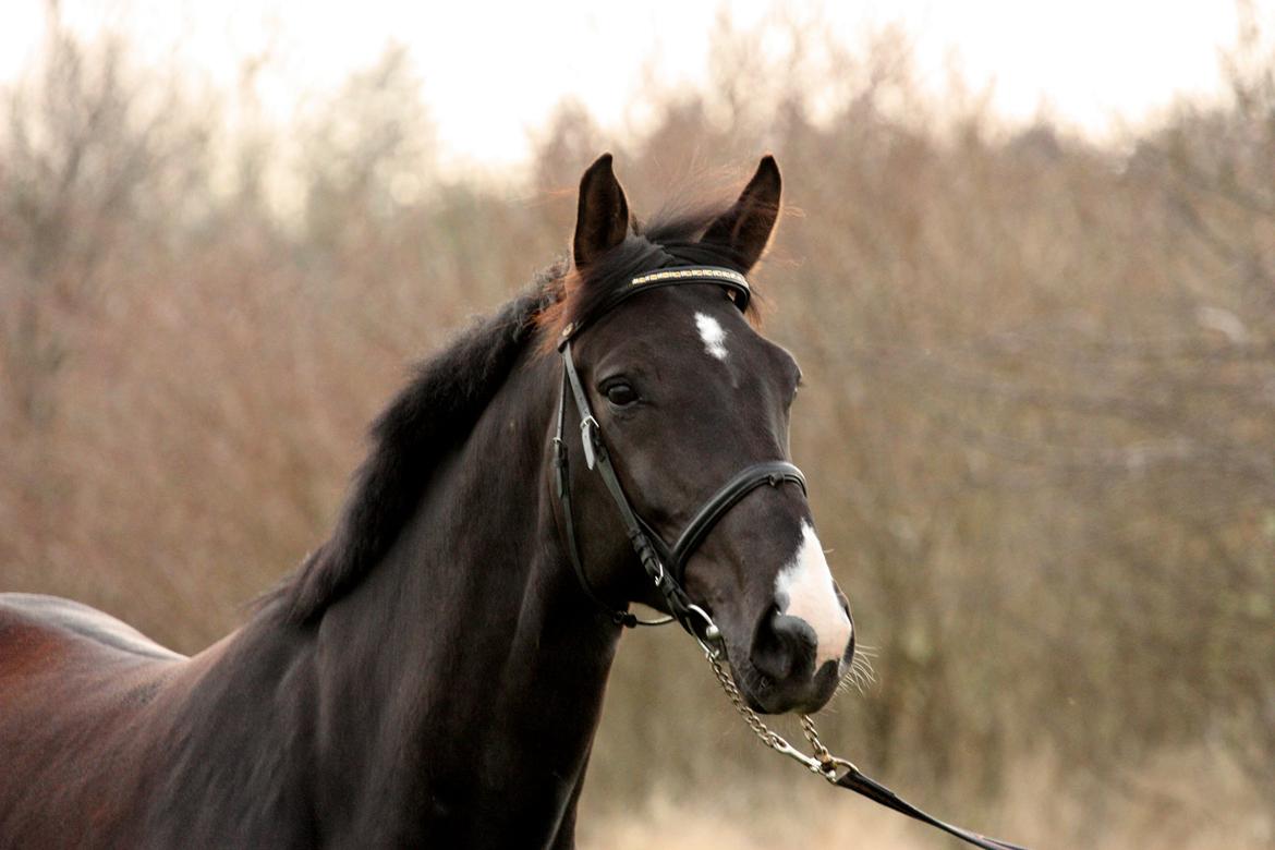 Hannoveraner Weltonas Star † billede 18