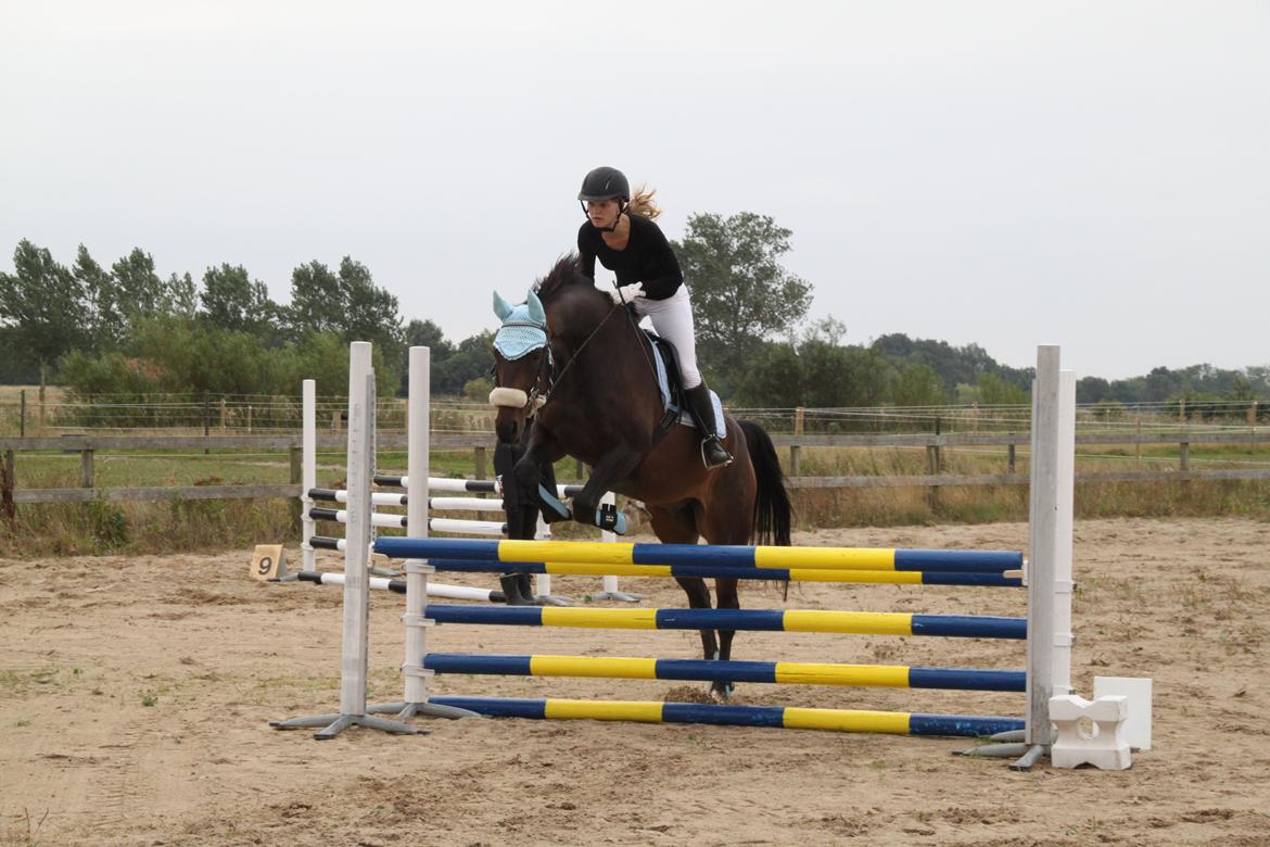 Dansk Varmblod La'cour De'lux - Ministævne på hjemmebane, d. 2/9 2012, Fotograf: Pernille Aunfelt billede 15