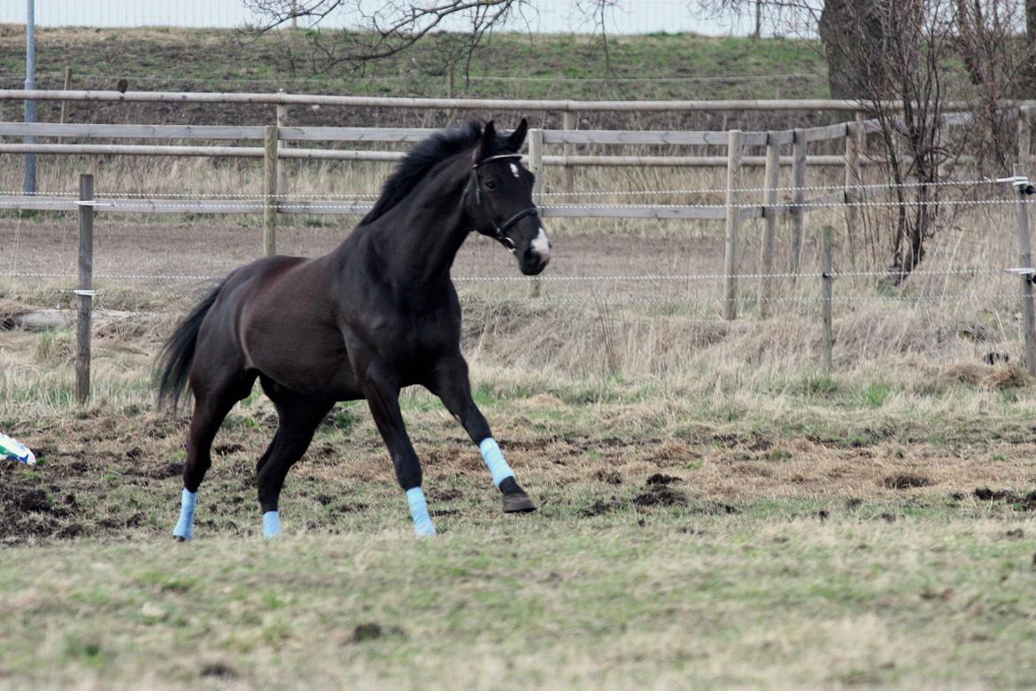 Hannoveraner Weltonas Star † billede 19