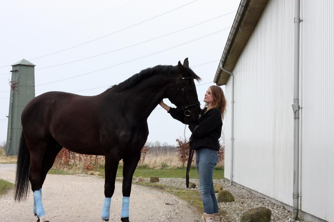 Hannoveraner Weltonas Star † billede 20