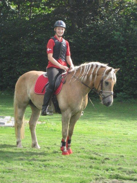 Haflinger Vestervangs Asterix! - Love u forever!! <3 <3 billede 17