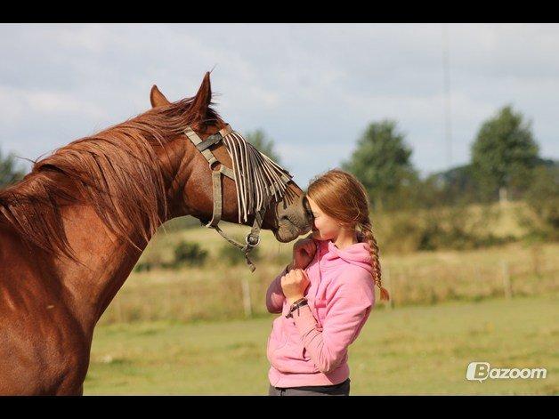 Trakehner Ferrari<3 Frejse, min ballademager!:* - Heh, kyssetricket kikser?<3 Min bedste ven:*
Foto: ©LDH, tak søde:* billede 18