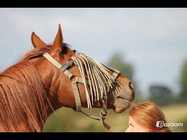 Trakehner Ferrari<3 Frejse, min ballademager!:* - Ved ikke rigtig hvad jeg laver, men Frejse bider i mit hår?<3 Vi hygger, og jeg elsker dig!<3
Foto:  ©LDH, tak søde:*  billede 19