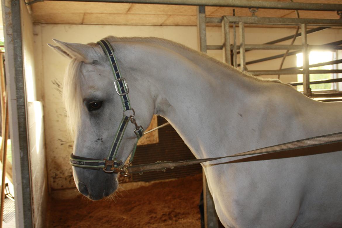 Connemara Fantacy 'Solgt' - Foto: Louise Heilmann K Sørensen (mig) billede 3