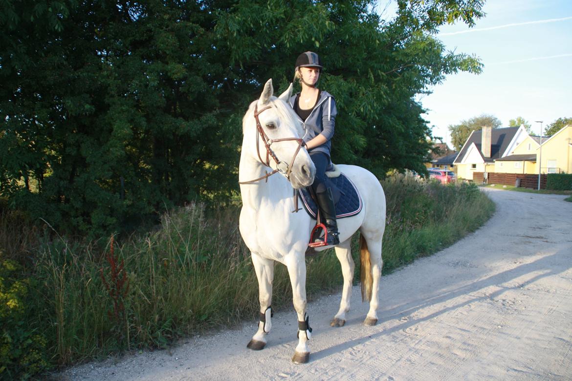 Connemara Fantacy 'Solgt' - Lille tur gennem byen
Foto: Amalie Lilja Reimer billede 15