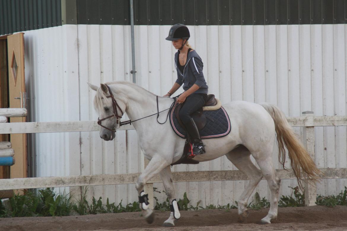 Connemara Fantacy 'Solgt' - Træning i sandkassen
Foto: Amalie Lilja Reimer
 billede 7