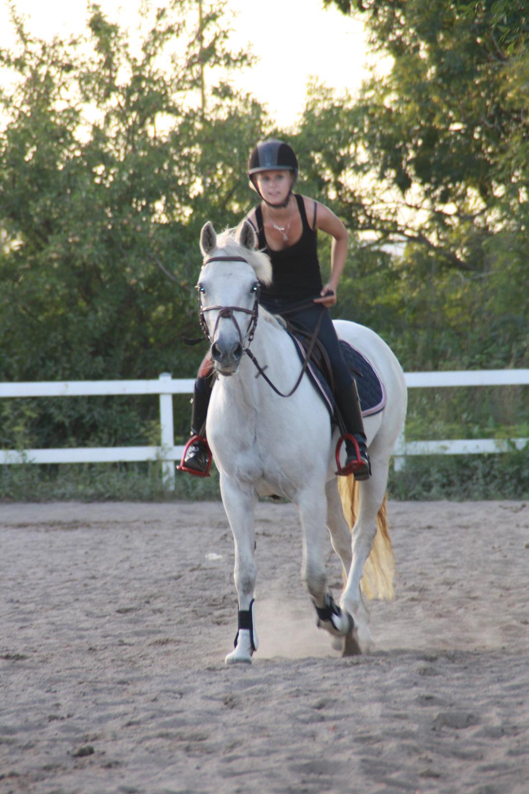 Connemara Fantacy 'Solgt' - Foto: Amalie Lilja Reimer billede 17