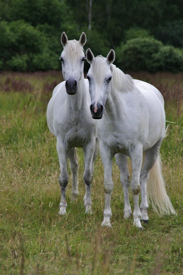 Connemara Fantacy 'Solgt' - Sommergræs
Foto: Louise Heilmann K Sørensen (mig) billede 8