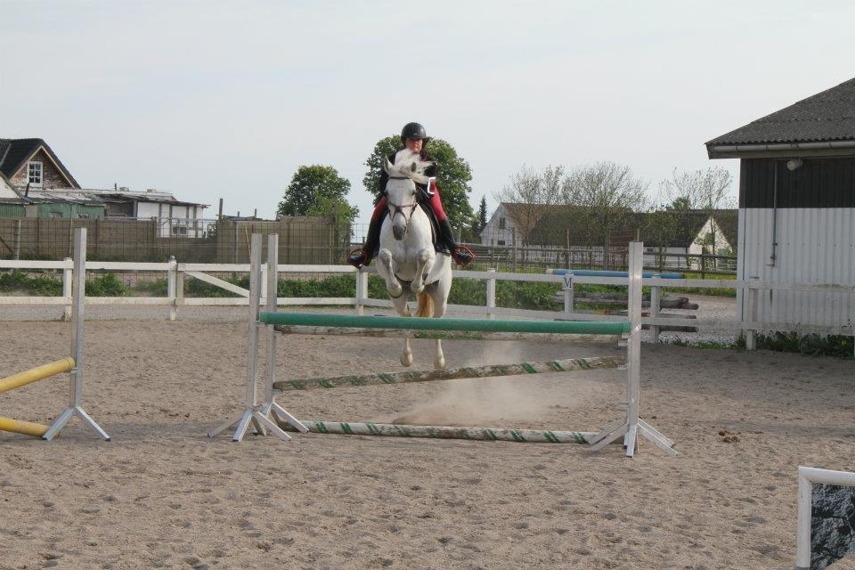 Connemara Fantacy 'Solgt' - Spring træning billede 18