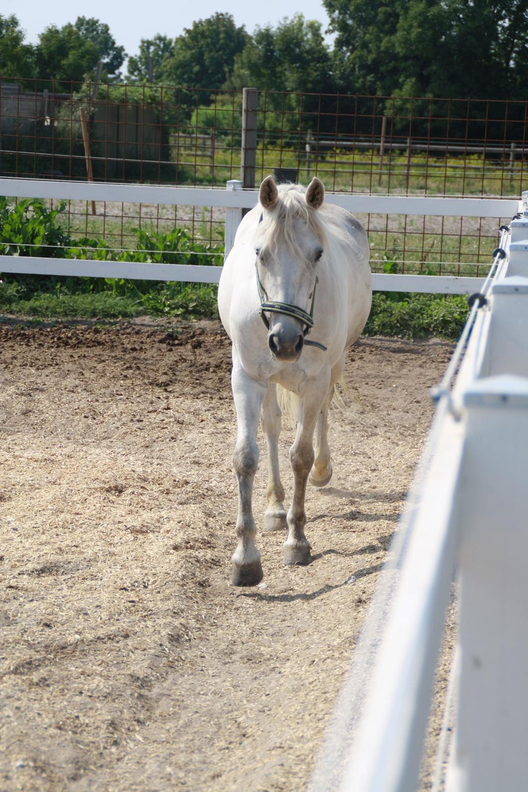 Connemara Fantacy 'Solgt' - Folden
Foto: Louise Heilmann K Sørensen (mig) billede 19