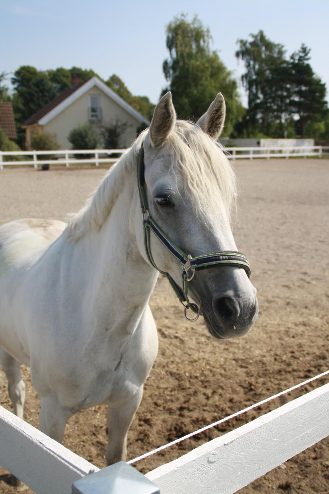 Connemara Fantacy 'Solgt' - Folden
Foto: Louise Heilmann K Sørensen (mig) billede 10