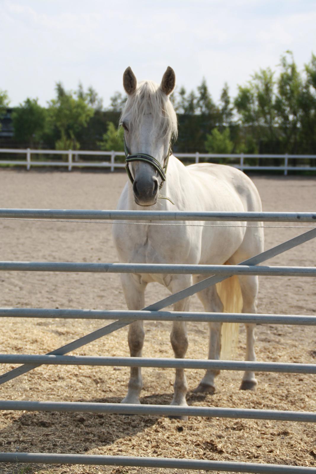 Connemara Fantacy 'Solgt' - Folden
Foto: Louise Heilmann K Sørensen (mig) billede 16