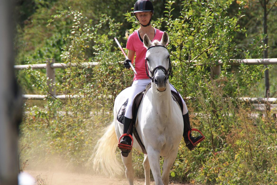 Connemara Fantacy 'Solgt' - Ringridnings stævne
Foto: Vanessa Holst billede 5