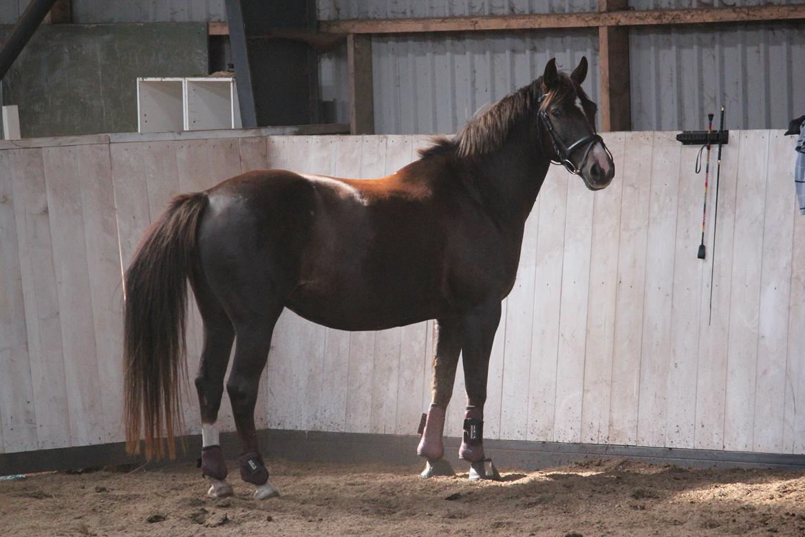 Anden særlig race Miranda (Tidl. hest) - 5) Miranda løs i hallen! billede 5