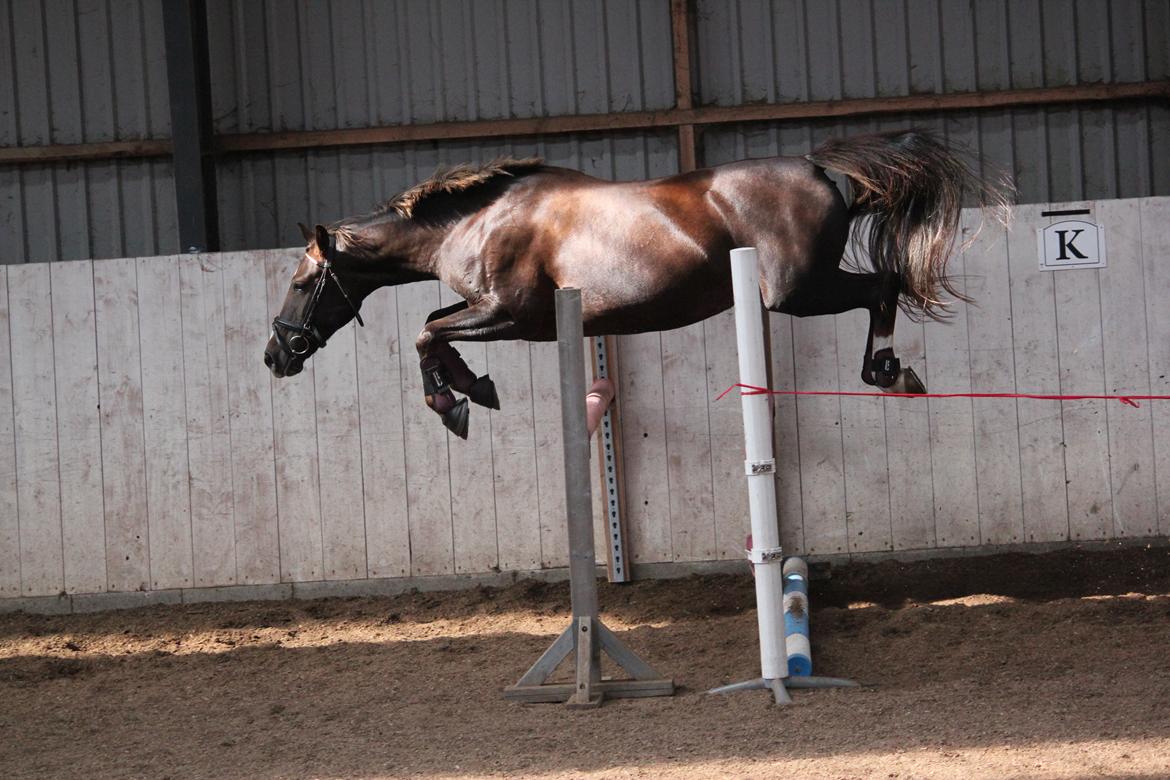 Anden særlig race Miranda (Tidl. hest) - 2) Miranda springer 105 cm! billede 2