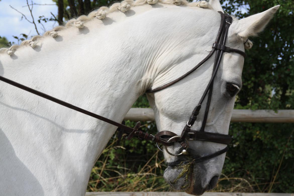 Connemara Fantacy 'Solgt' - Stævne
Foto: Vanessa Holst billede 6