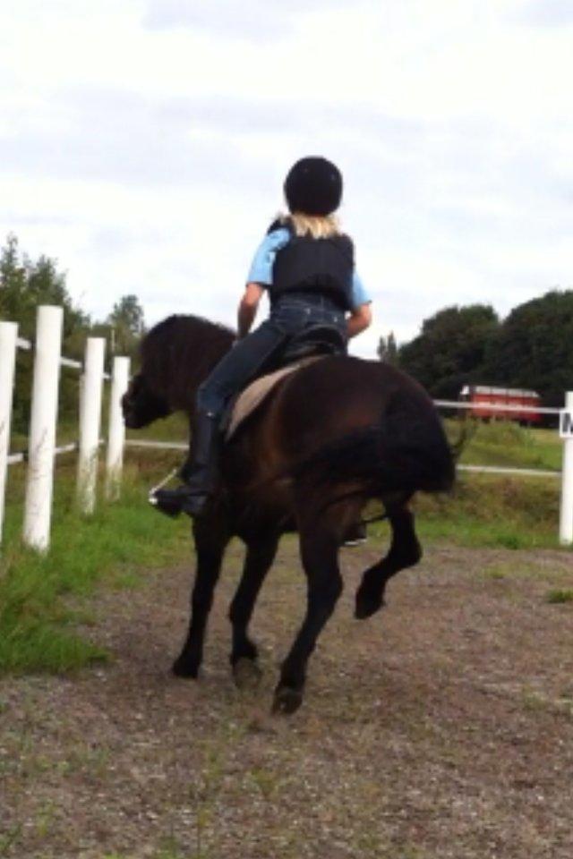 Anden særlig race Chloe - Fyfy Chloe billede 9