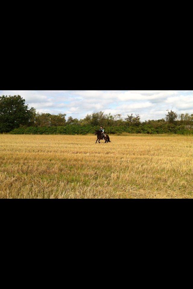 Anden særlig race Chloe billede 10