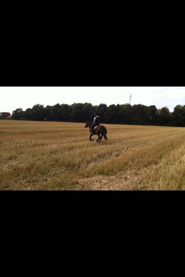 Anden særlig race Chloe billede 11