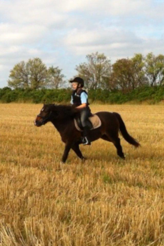 Anden særlig race Chloe billede 12