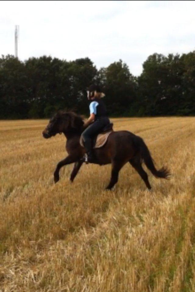 Anden særlig race Chloe billede 13