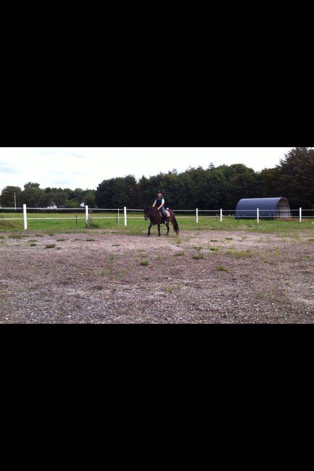 Anden særlig race Chloe billede 14