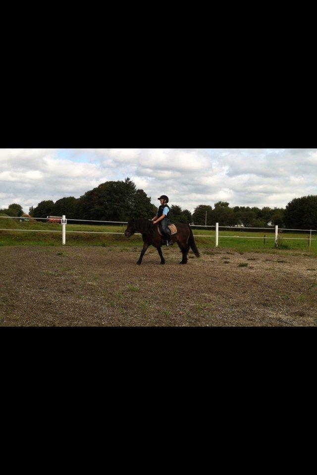 Anden særlig race Chloe billede 15