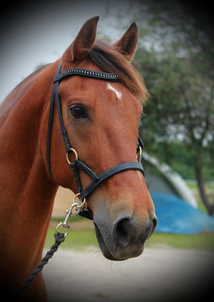 Anden særlig race Amazing Star - My Star <3 - Min smukke Dreng <3 billede 2