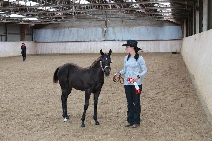 Quarter Shesa Pretty Boons - DKQHA Futurity Weanling Mares 2012  billede 18