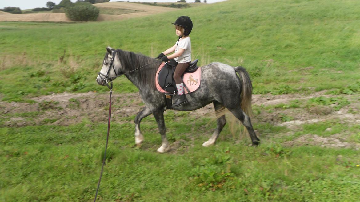 Welsh Mountain (sec A) Teglgårdens Azurra - Sarah rider Azurra i longen, September 2012 billede 20