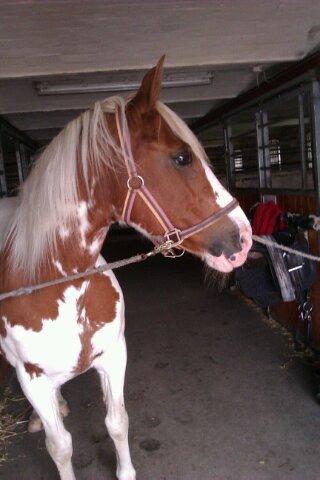 Anden særlig race sally billede 11