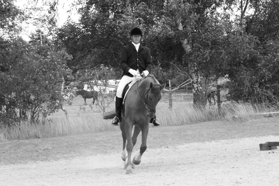 Anden særlig race **Champagne** billede 11