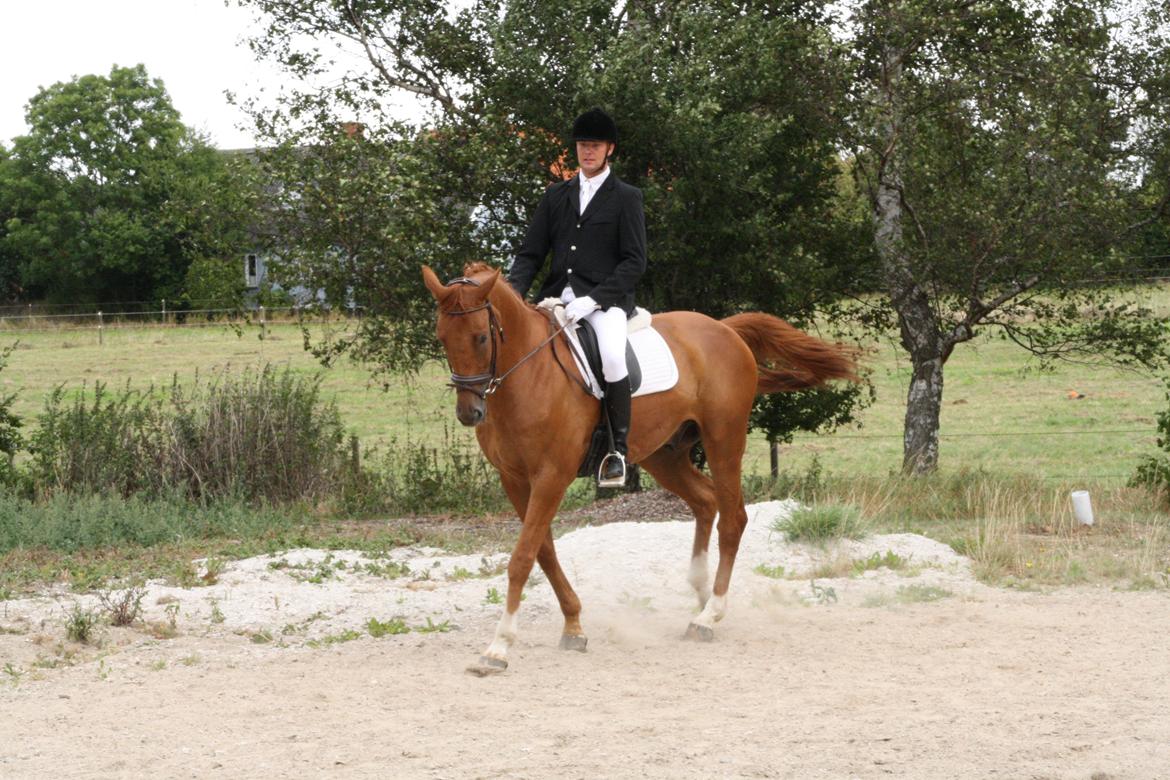 Anden særlig race **Champagne** billede 12