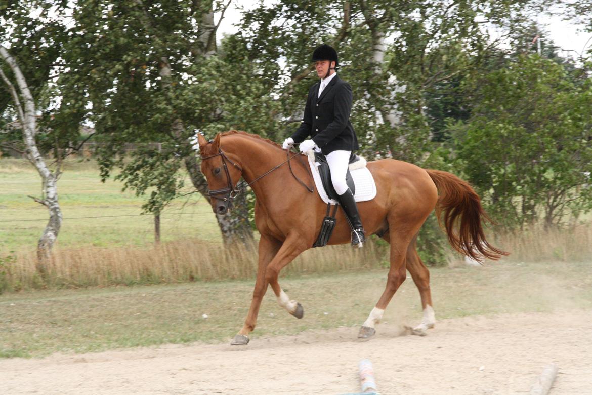 Anden særlig race **Champagne** billede 13