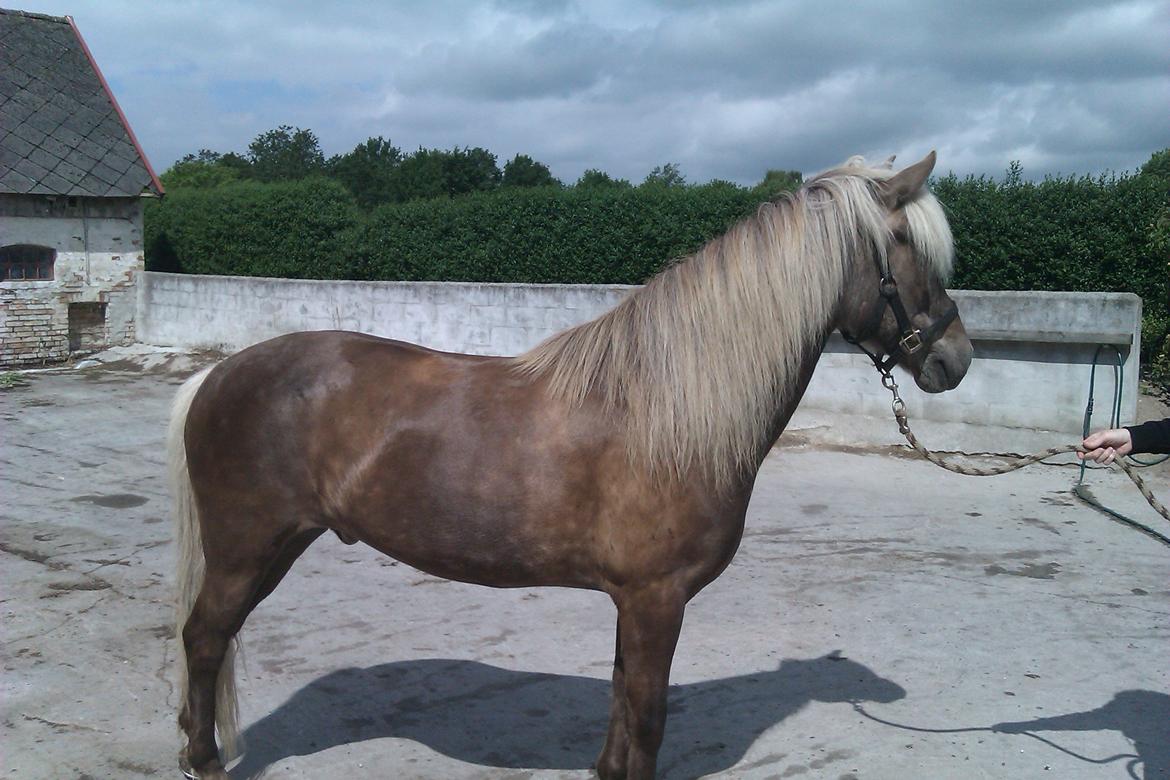 Islænder Glöfaxi fra Oddakoti - Sommer 2012.
Er i kanon form og er blevet virkelig lækker og pæn i både bygning og pels :-) billede 1