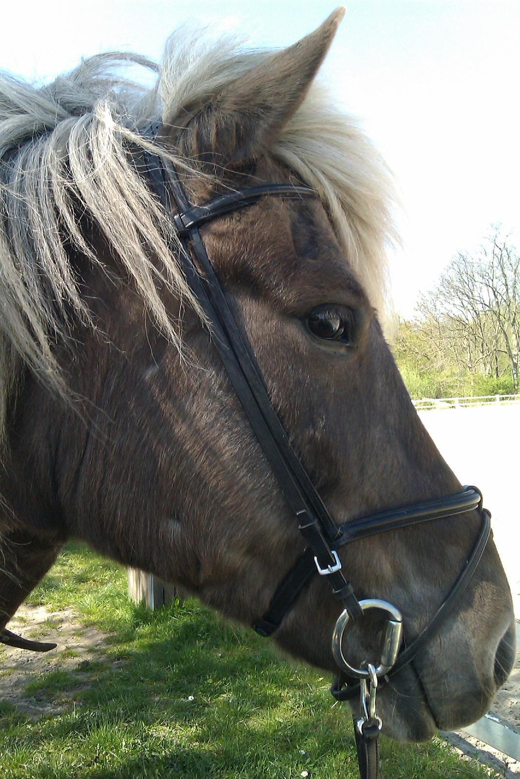 Islænder Glöfaxi fra Oddakoti billede 6