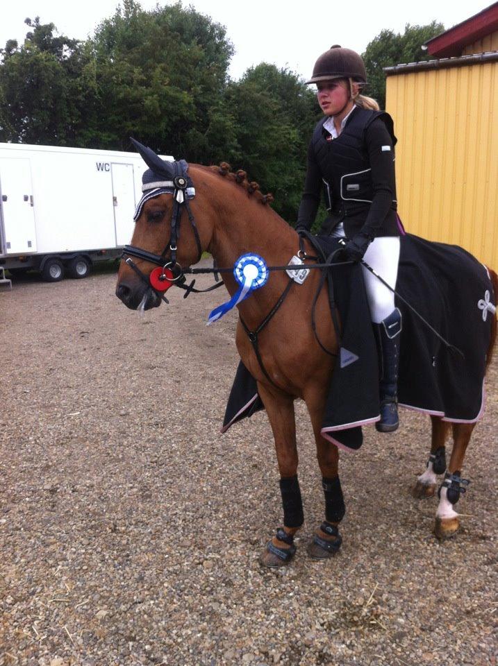 Tysk Sportspony Daydream 38 Avlshingst - 2. Plads i Hammerum billede 6