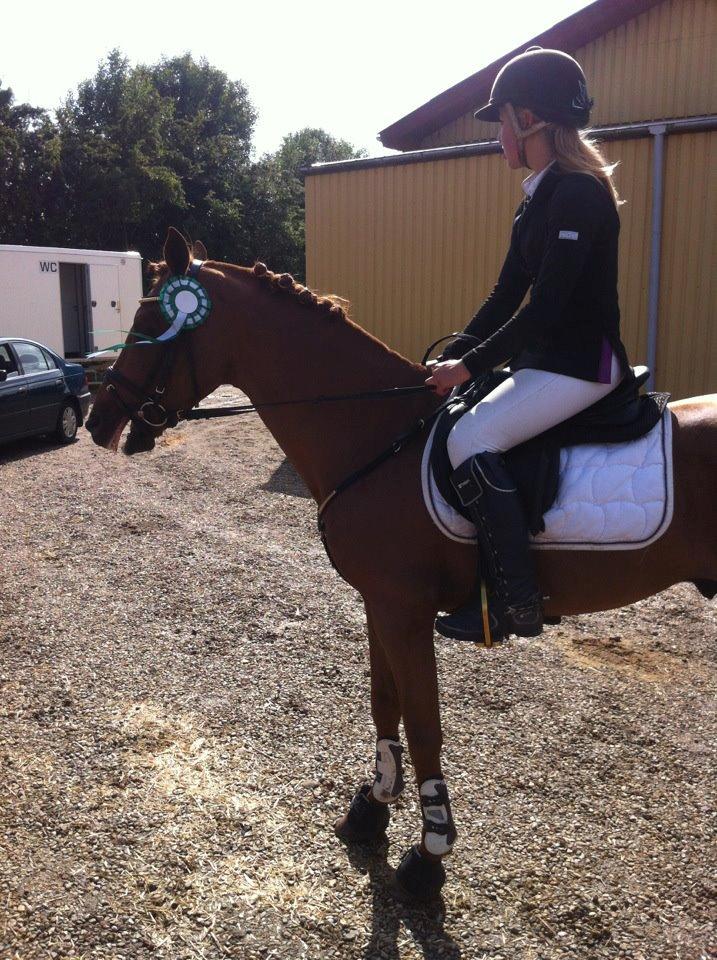 Tysk Sportspony Daydream 38 Avlshingst - 3. Plads i Hammerum billede 10