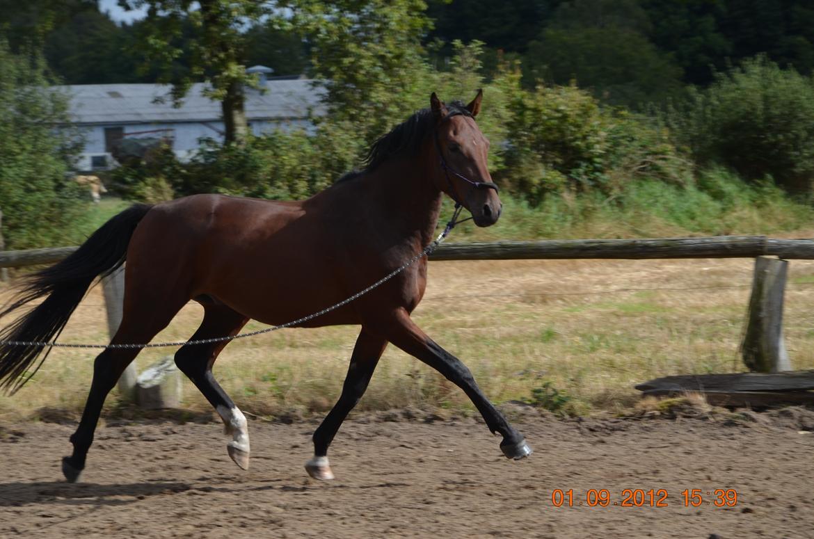 Oldenborg Overmoselunds Coral - September 2012 a billede 7